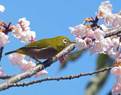 メジロと桜　三木町