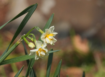 スイセン 高松市