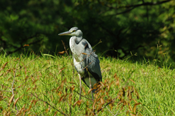 アオサギ　Pentax DA★60-250mmF4ED [IF] SDM にて撮影