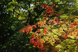  大窪寺　高画質画像3