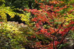  大窪寺　高画質画像4