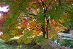 栗林公園　紅葉　高画質画像22