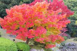 栗林公園　紅葉　高画質画像24