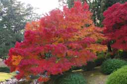 栗林公園　紅葉　高画質画像25