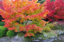 栗林公園　紅葉　高画質画像26