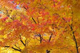 栗林公園　紅葉　高画質画像27