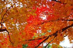 栗林公園　紅葉　高画質画像28