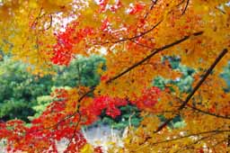 栗林公園　紅葉　高画質画像29