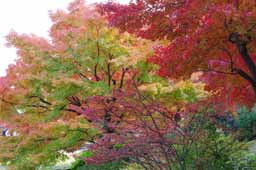 栗林公園　紅葉　高画質画像31
