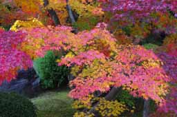 栗林公園　紅葉　高画質画像32