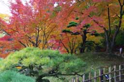 栗林公園　紅葉　高画質画像35