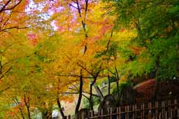 栗林公園　紅葉　高画質画像36