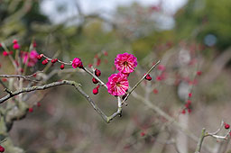 栗林公園　紅葉　高画質画像38