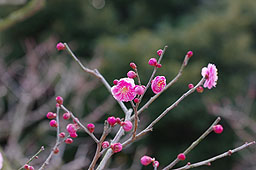 栗林公園　紅葉　高画質画像39