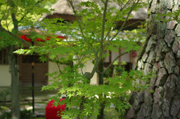 栗林公園　高画質画像4