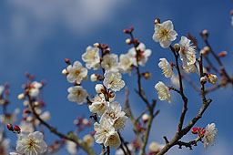 栗林公園　紅葉　高画質画像40