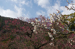 栗林公園　紅葉　高画質画像41