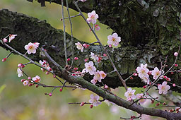 栗林公園　紅葉　高画質画像43