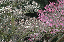 栗林公園　紅葉　高画質画像44