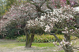 栗林公園　紅葉　高画質画像45