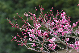 栗林公園　紅葉　高画質画像46