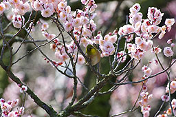 栗林公園　紅葉　高画質画像48