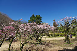 栗林公園　紅葉　高画質画像50