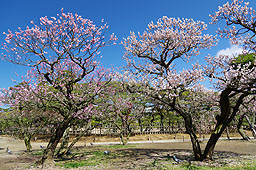 栗林公園　紅葉　高画質画像51