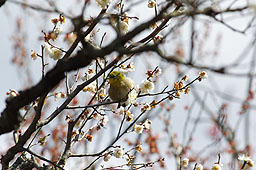 栗林公園　紅葉　高画質画像52