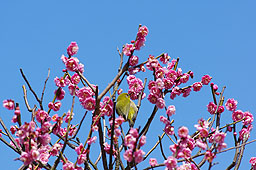 栗林公園　紅葉　高画質画像53