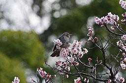 栗林公園　紅葉　高画質画像54