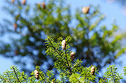 栗林公園　紅葉　高画質画像55