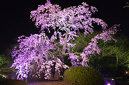 栗林公園　紅葉　高画質画像59