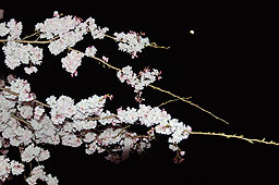 栗林公園　紅葉　高画質画像60