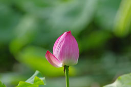 栗林公園　紅葉　高画質画像62