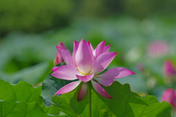 栗林公園　紅葉　高画質画像63