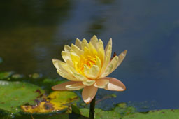 栗林公園　紅葉　高画質画像64