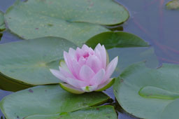 栗林公園　紅葉　高画質画像65