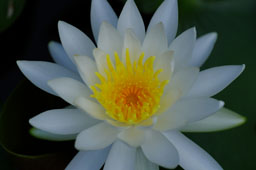 栗林公園　紅葉　高画質画像67