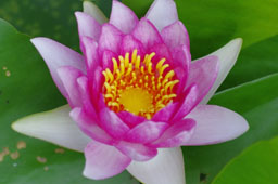 栗林公園　紅葉　高画質画像68