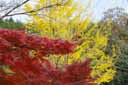 柏原渓谷の紅葉03