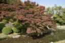芙蓉沼　西側のもみじ（11月）
