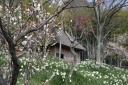 小屋と梅林